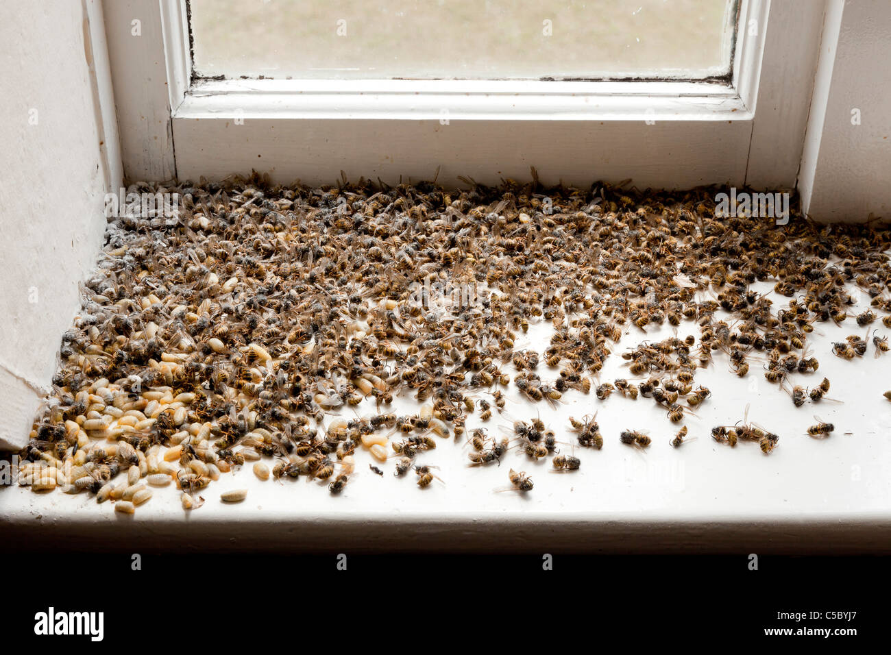 Tote Wespen Nach Befall In Dachgaube Haus Getotet Jmh5158