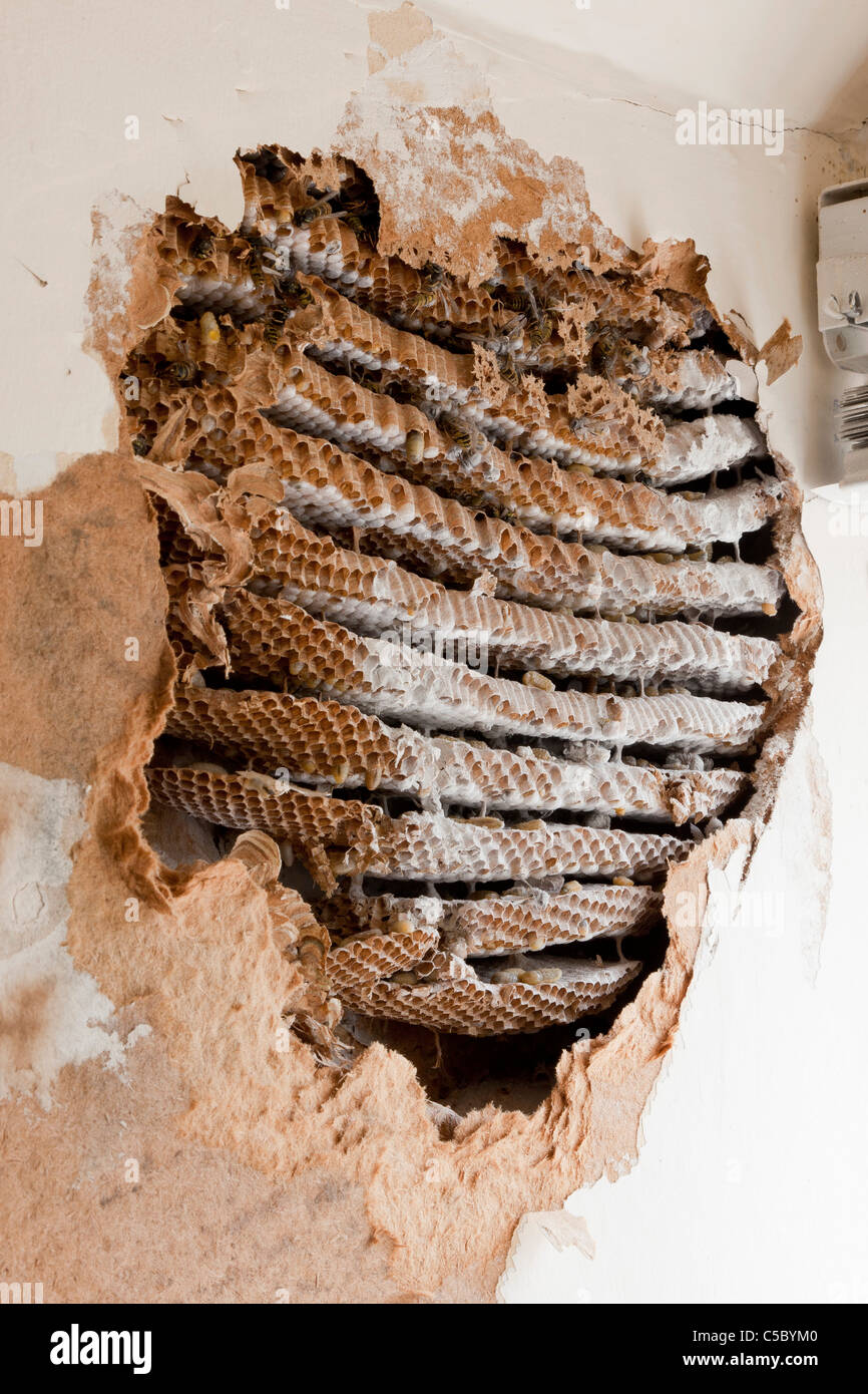 Ausgesetzt und behandelten Wespe Nest Befall in Dachfenster des Hauses. JMH5160 Stockfoto