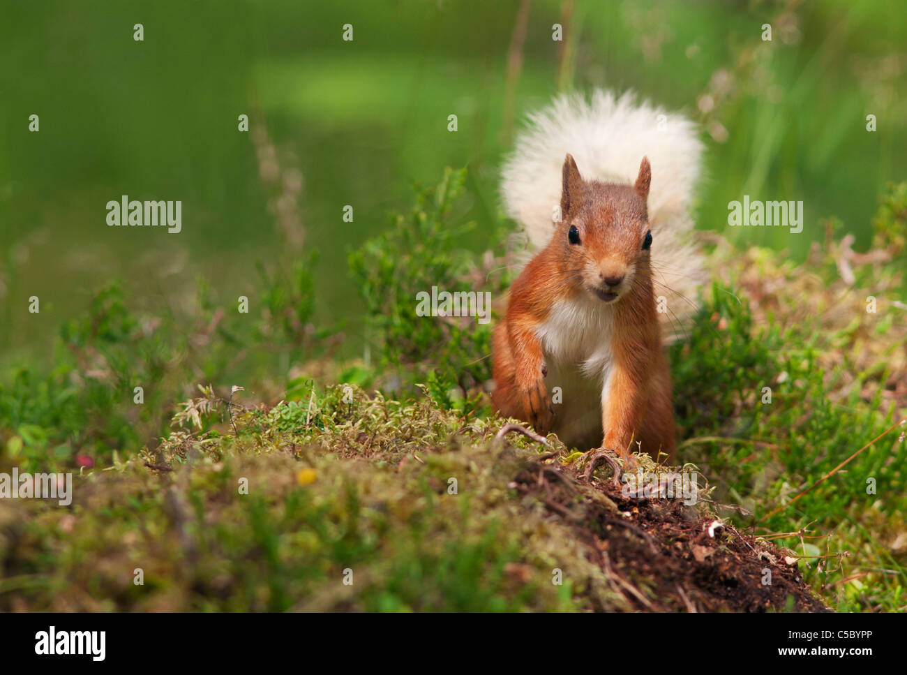 Eichhörnchen Sciurus Vulgaris auf Waldboden, Strathspey, Schottland Stockfoto