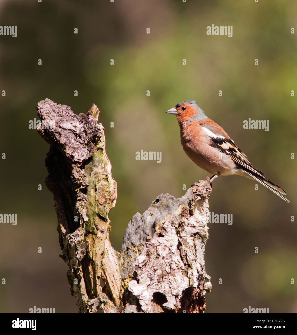 Bunte männlichen Buchfink, Fringilla Coelebs gehockt Baumstumpf Stockfoto