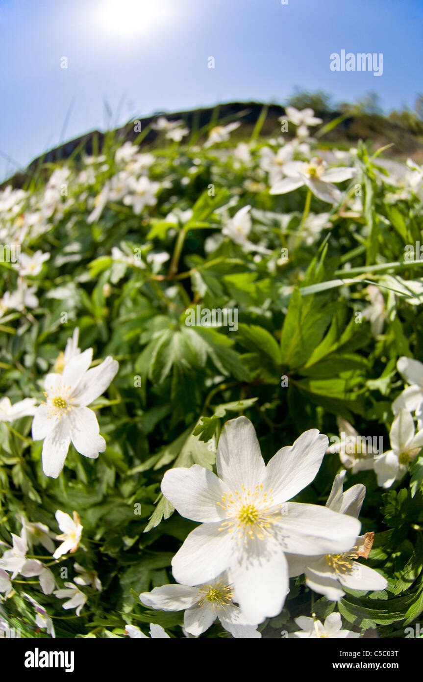 Extreme Weitwinkel-Nahaufnahme von Buschwindröschen (Anemone Nemorosa) Blumen Stockfoto