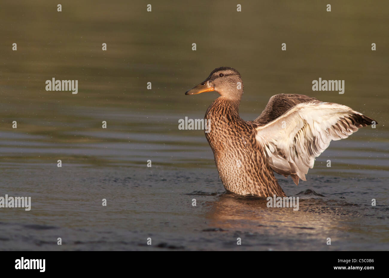 Weibliche Stockente Anas Platyrhynchos beugen, seine Flügel Stockfoto