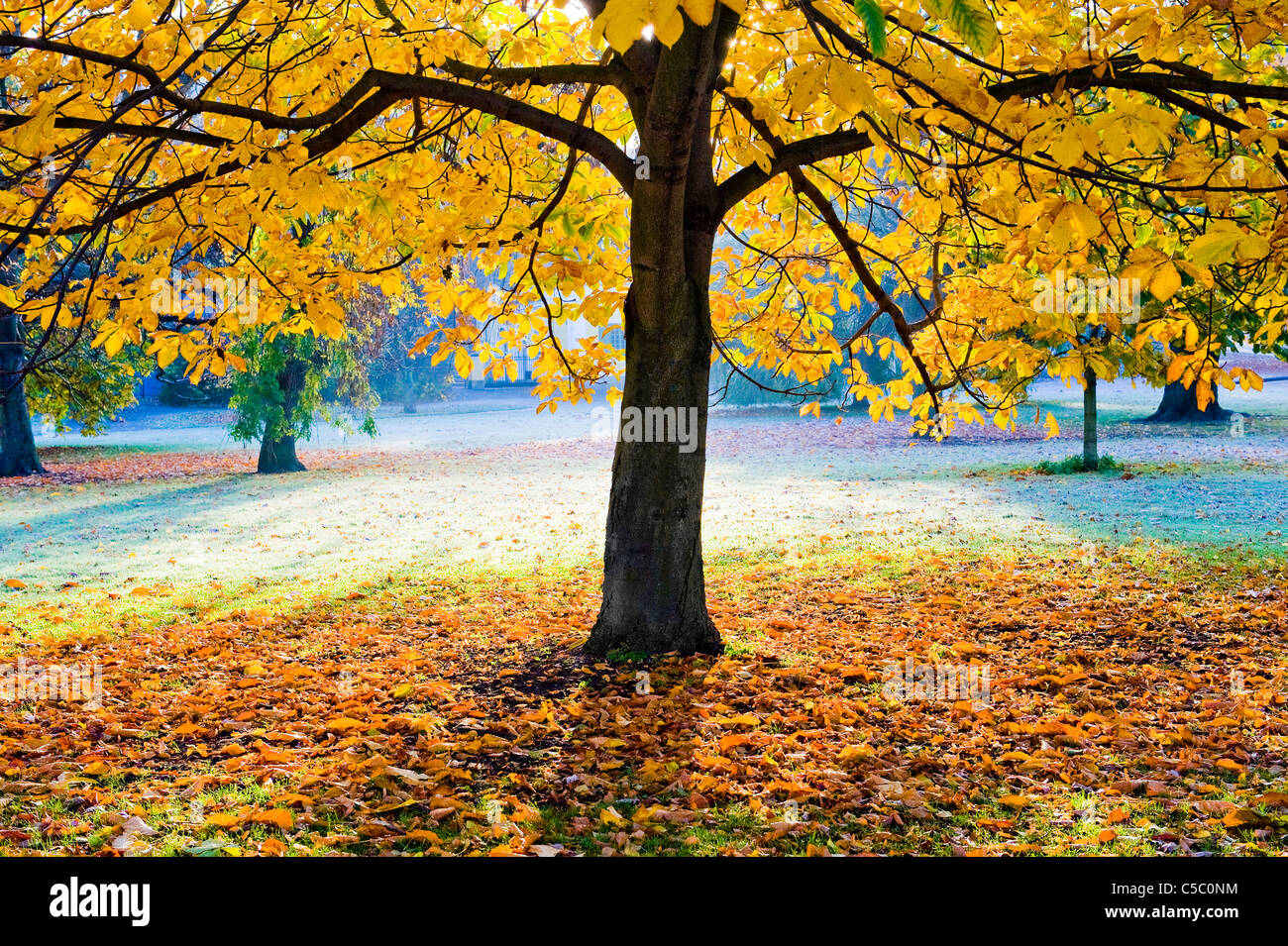 Kastanienbaum Herbst Stockfotos und bilder Kaufen Alamy