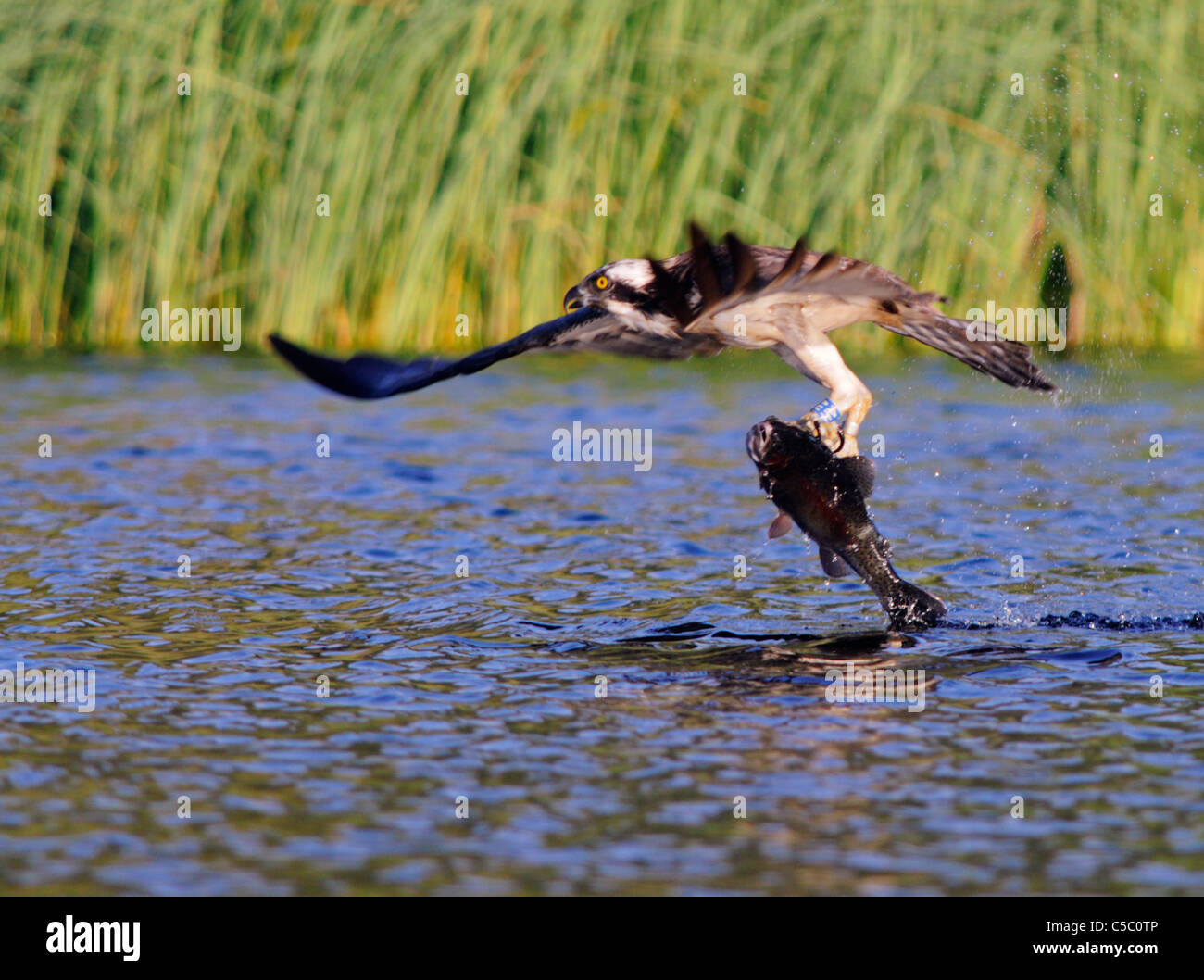 Fischadler Pandion Haliaetus mit großen Forellen in Krallen, Spey Tal, Schottland Stockfoto