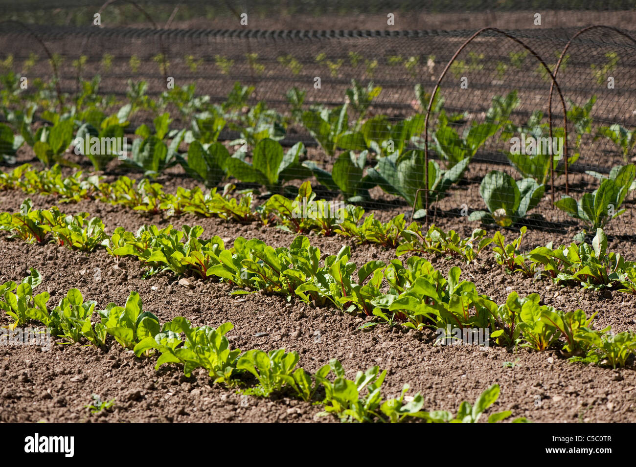 Reihe von Leaf Rüben 'Bright Lights', Beta Vulgaris wächst mit Mangold, Ruby Mangold und Kohl "Greyhound" und Primo " Stockfoto