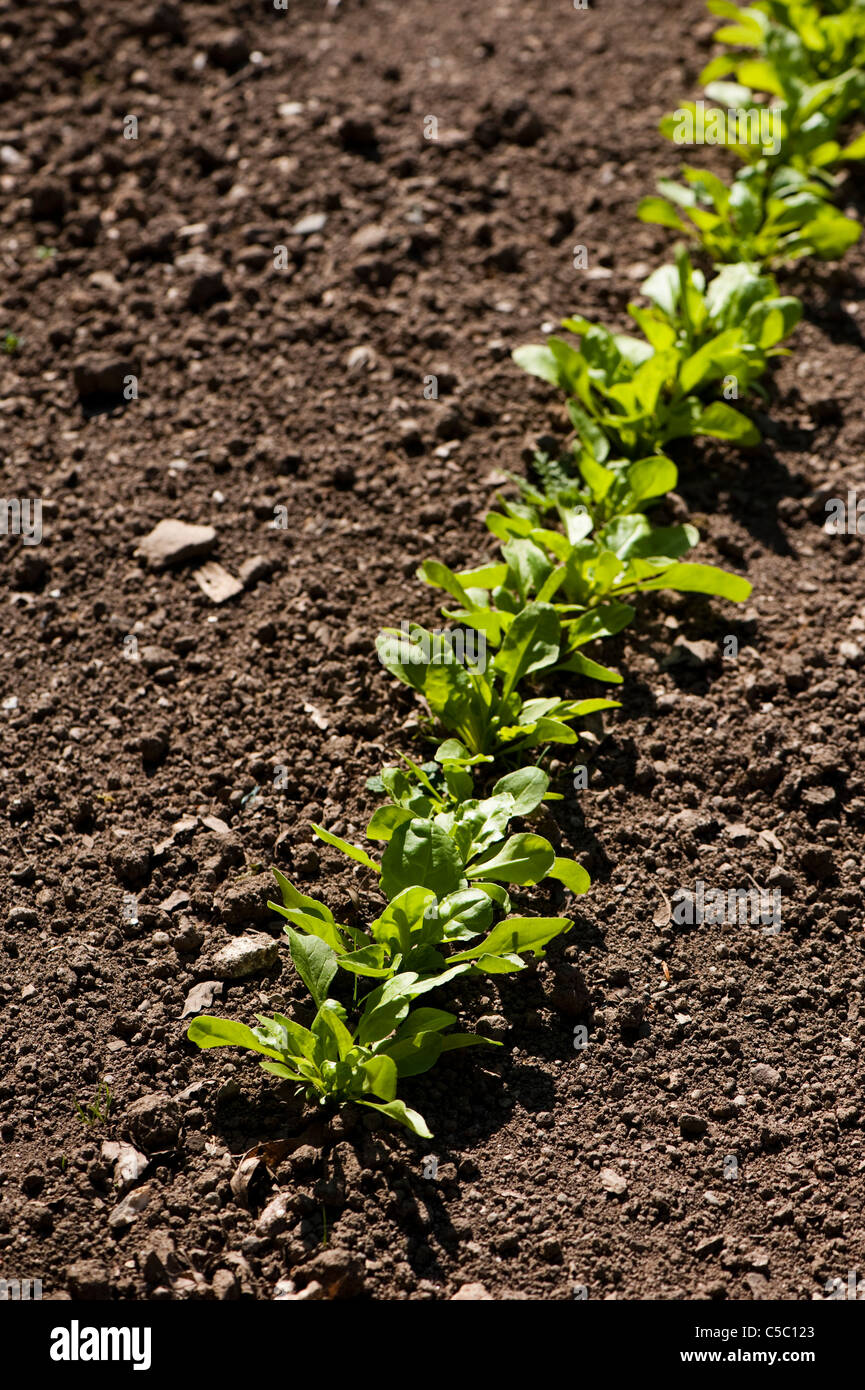 Reihe von jungen ewiger Spinat, Beta Vulgaris, Pflanzen Stockfoto
