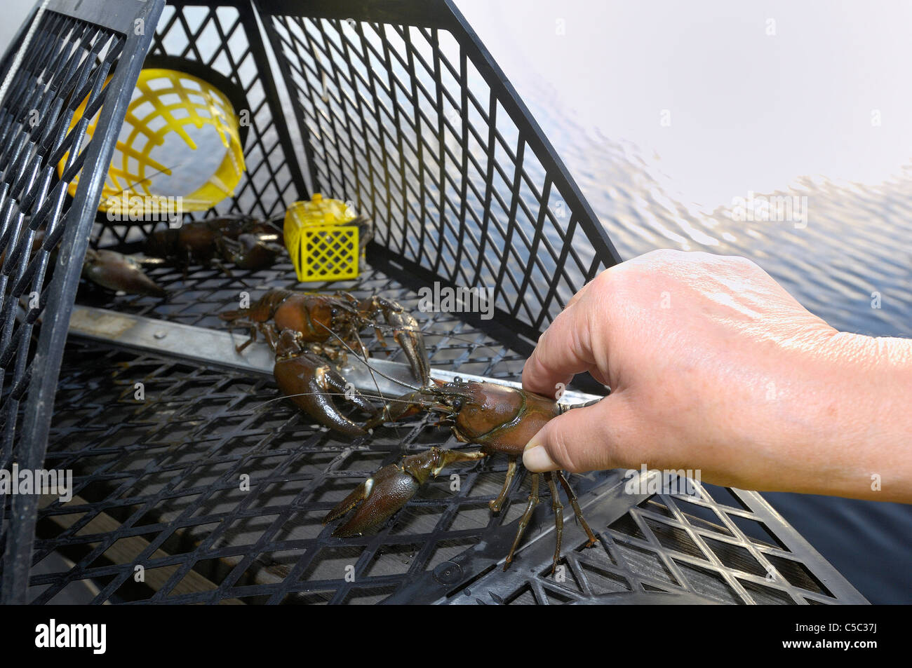 Nahaufnahme der Hand Gliederfüßer aus einem Flusskrebs-Käfig entfernen Stockfoto