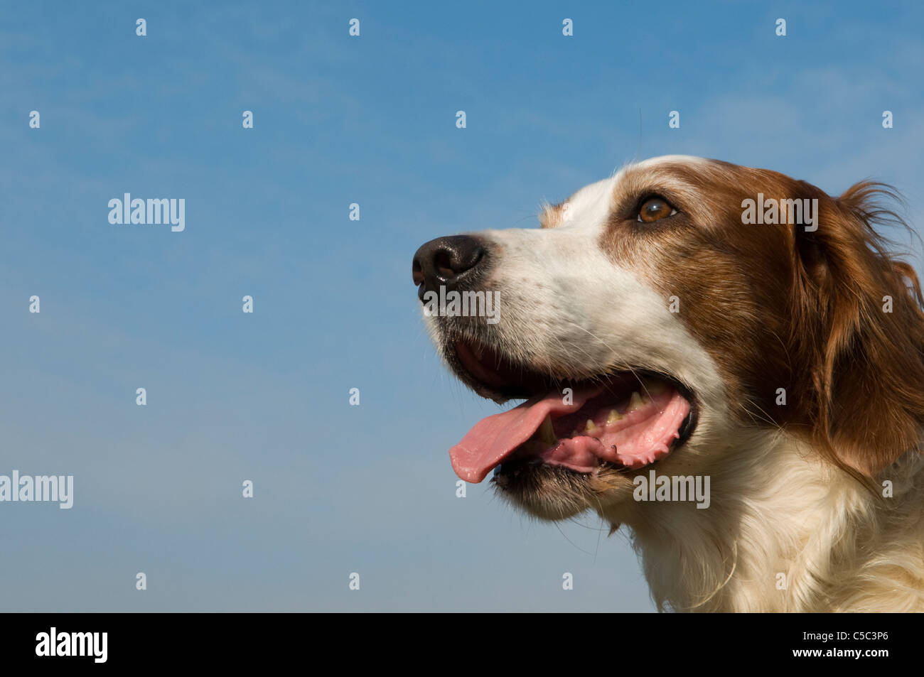 Porträt eines irischen roten und weißen Setter Hund Stockfoto