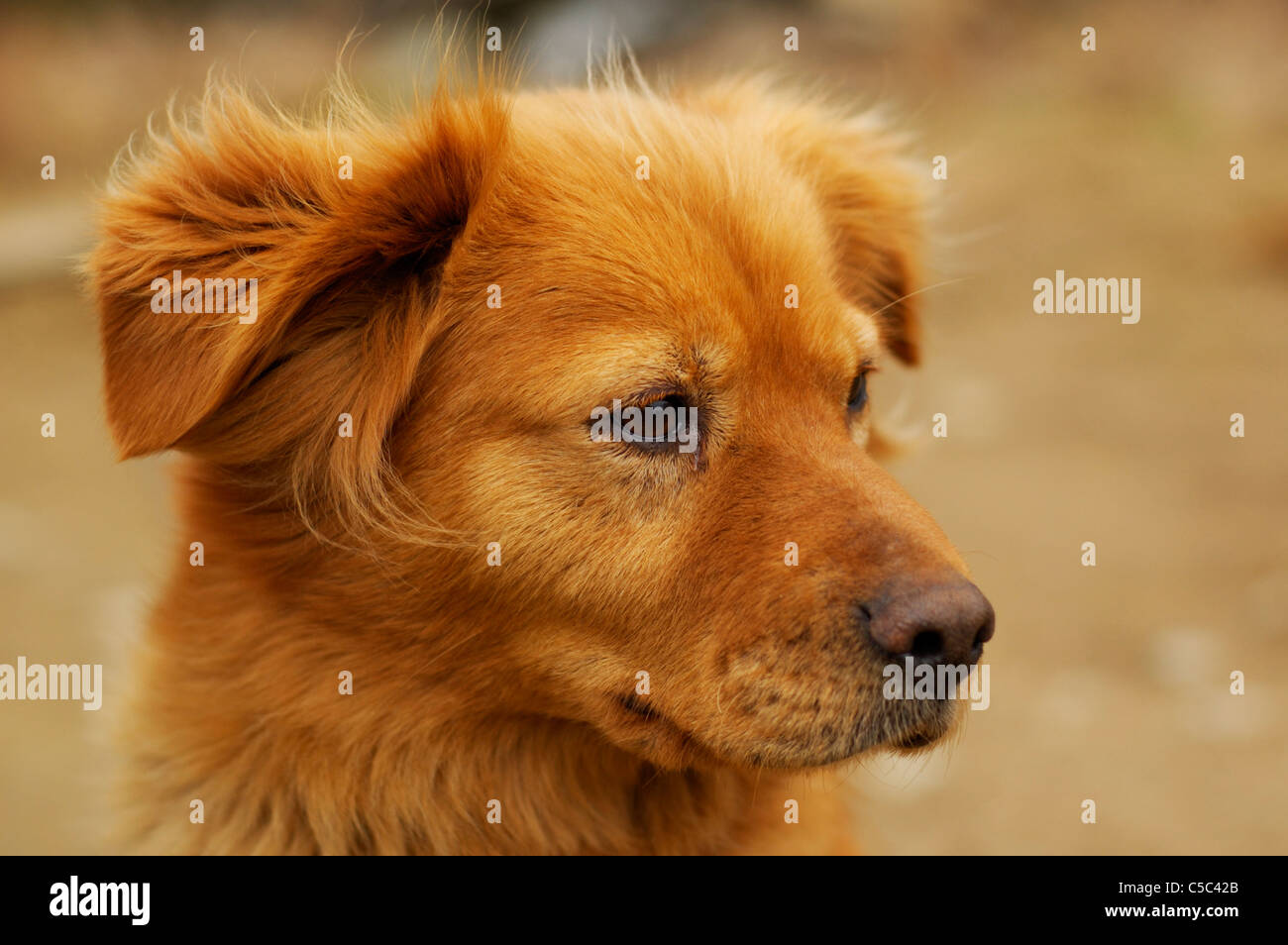 Porträt von einem kleinen Fluss Ente Hund. Junge Hündin schaut geradeaus und schaut, um glücklich zu sein. Stockfoto