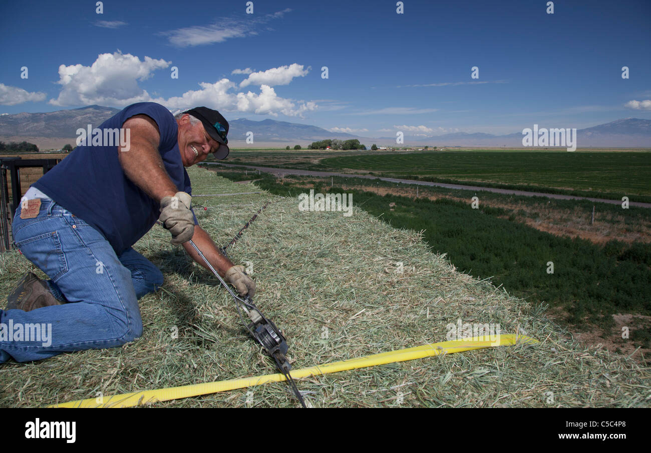Nevada Rinderfarm Stockfoto