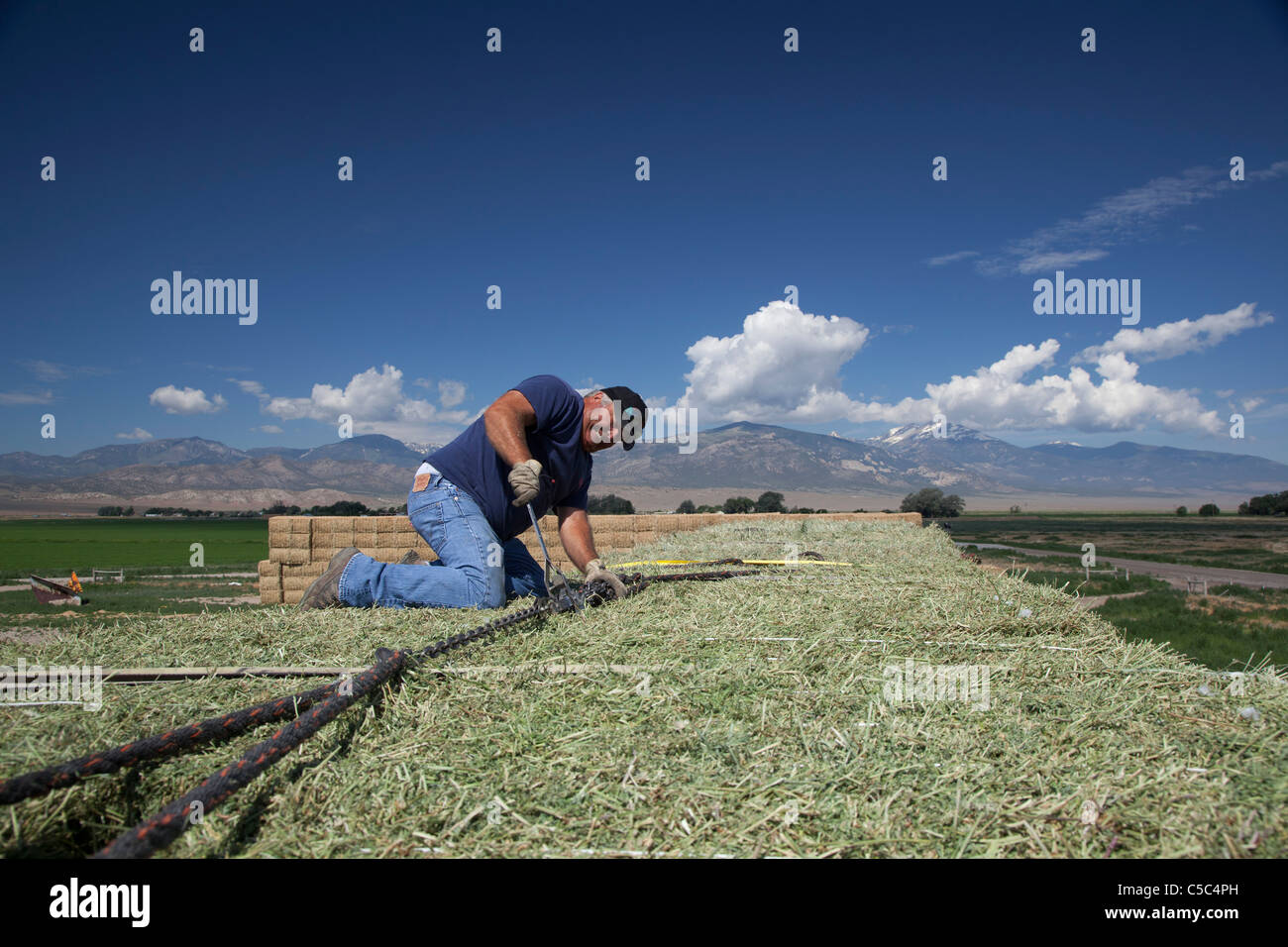 Nevada Rinderfarm Stockfoto