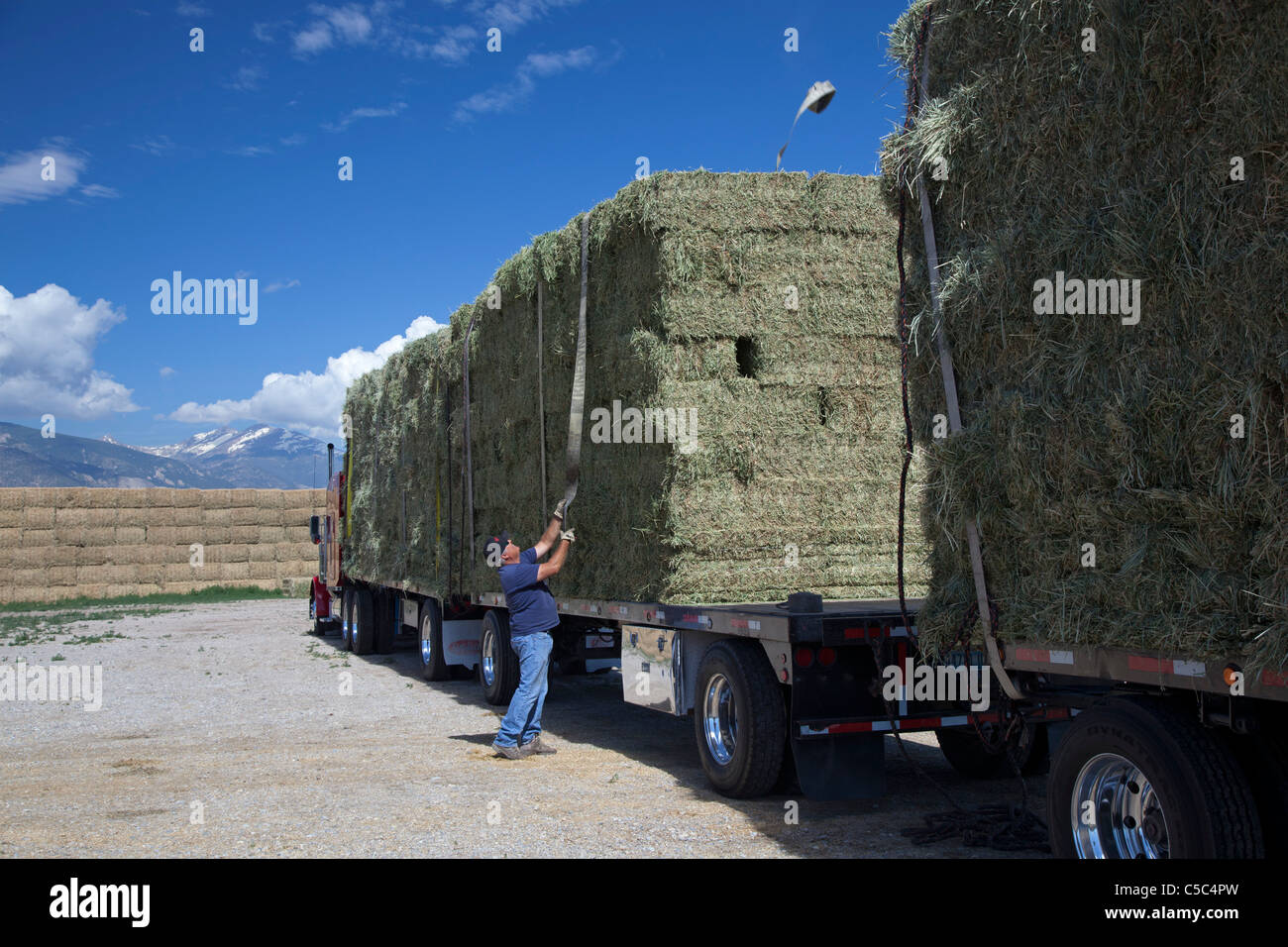 Nevada Rinderfarm Stockfoto