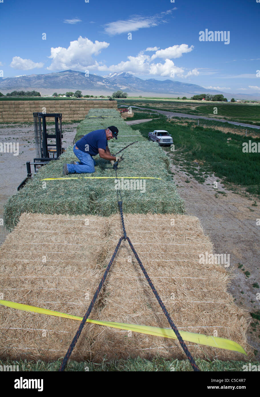 Nevada Rinderfarm Stockfoto