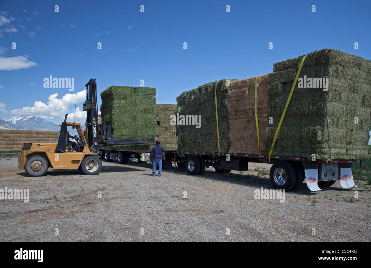 Nevada Rinderfarm Stockfoto