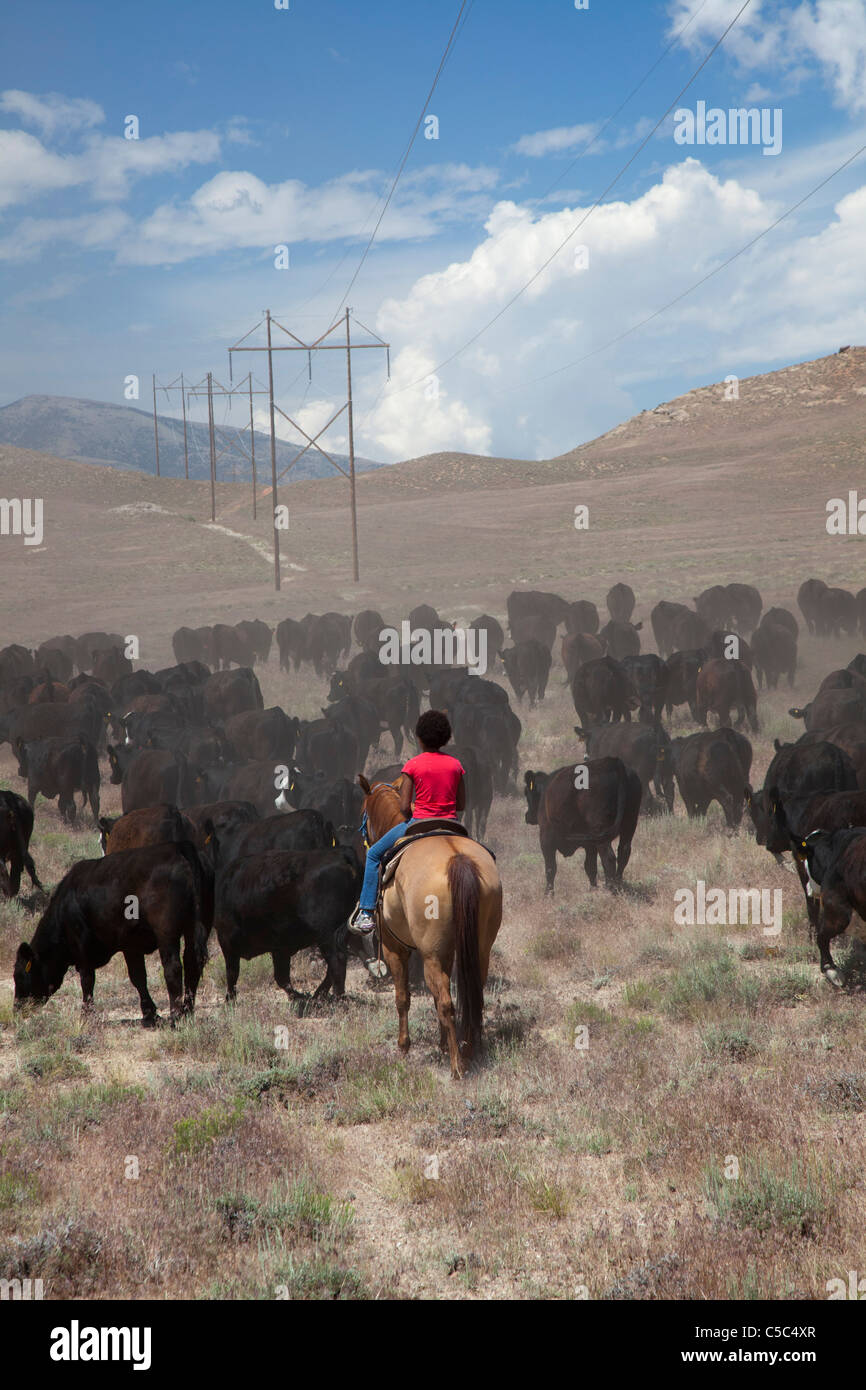 Nevada Rinderfarm Stockfoto