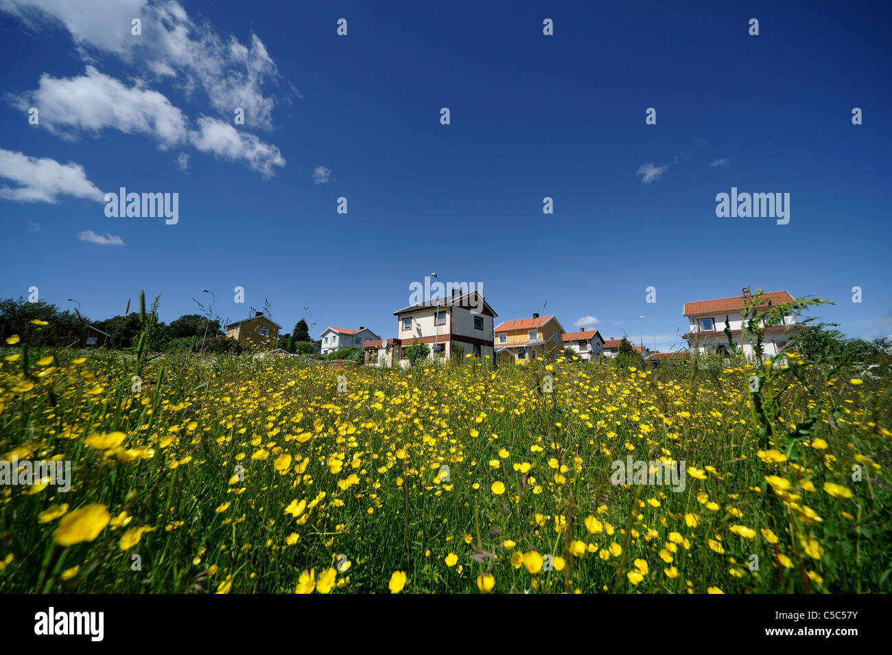 Familie von butterblumen -Fotos und -Bildmaterial in hoher Auflösung ... Familie von butterblumen -Fotos und -Bildmaterial in hoher Auflösung ...