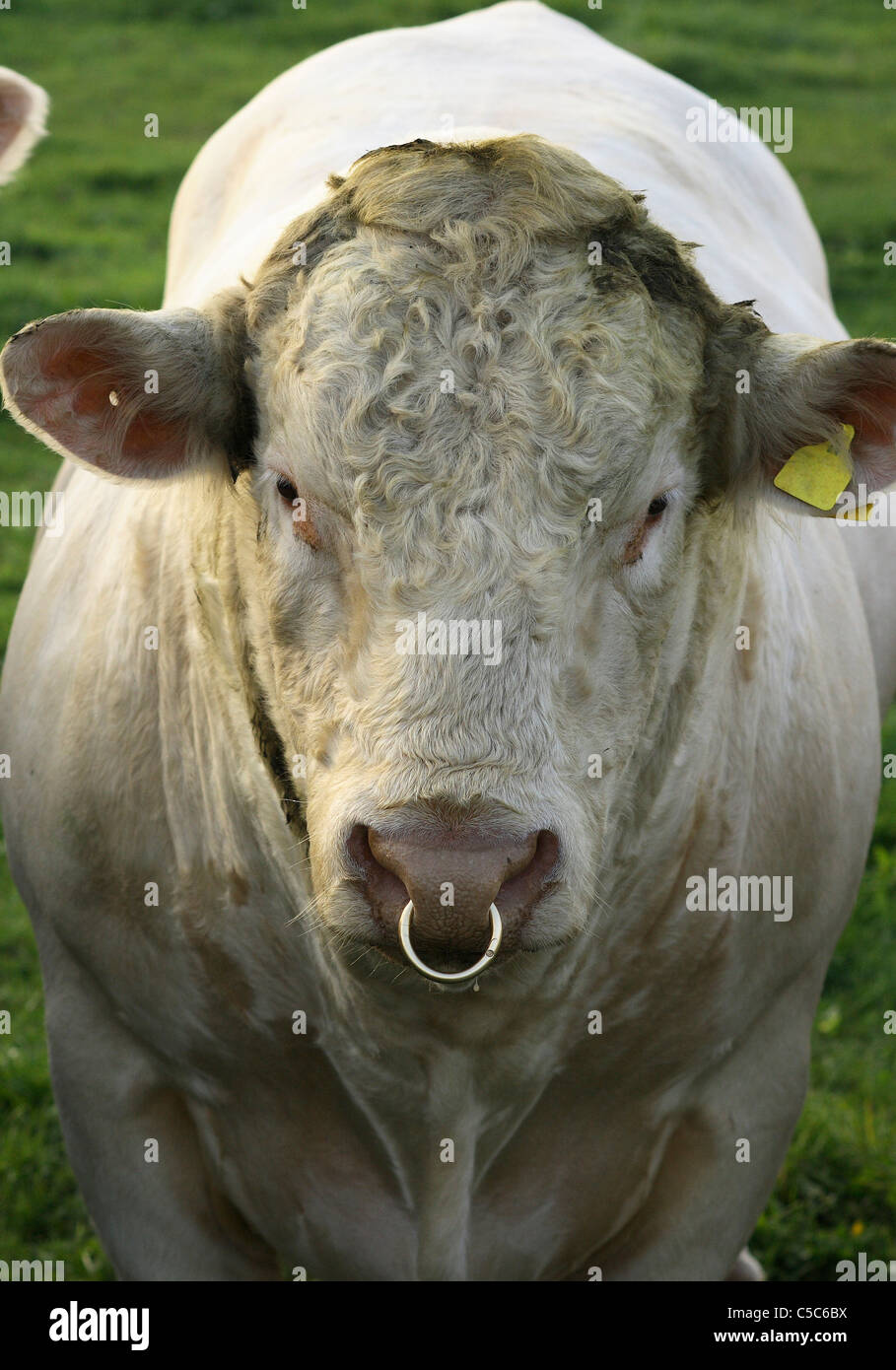 Stier Nasenring Stockfotos und -bilder Kaufen - Alamy