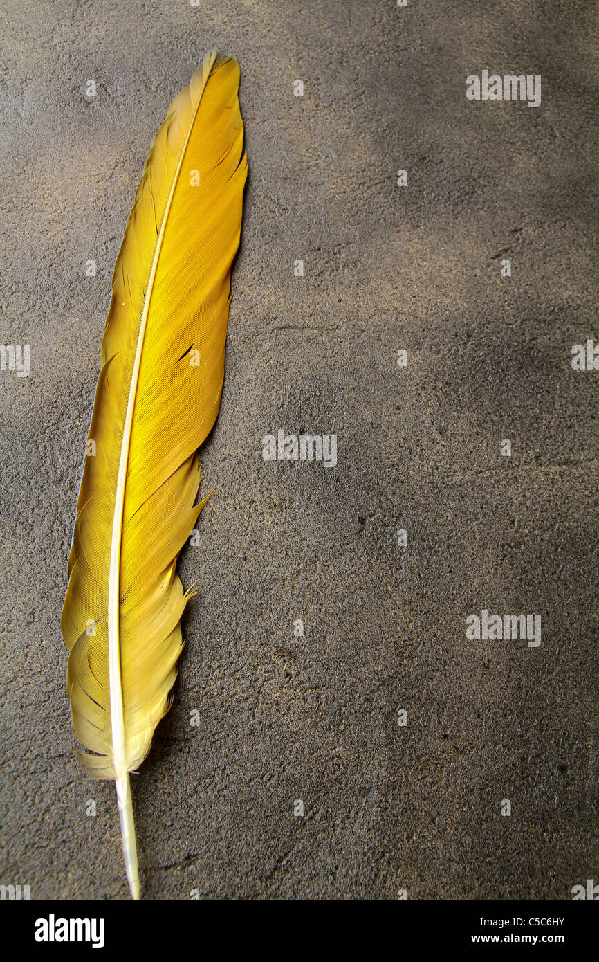 Feder auf einem Hintergrund von das leere Formular für den Brief Stockfoto