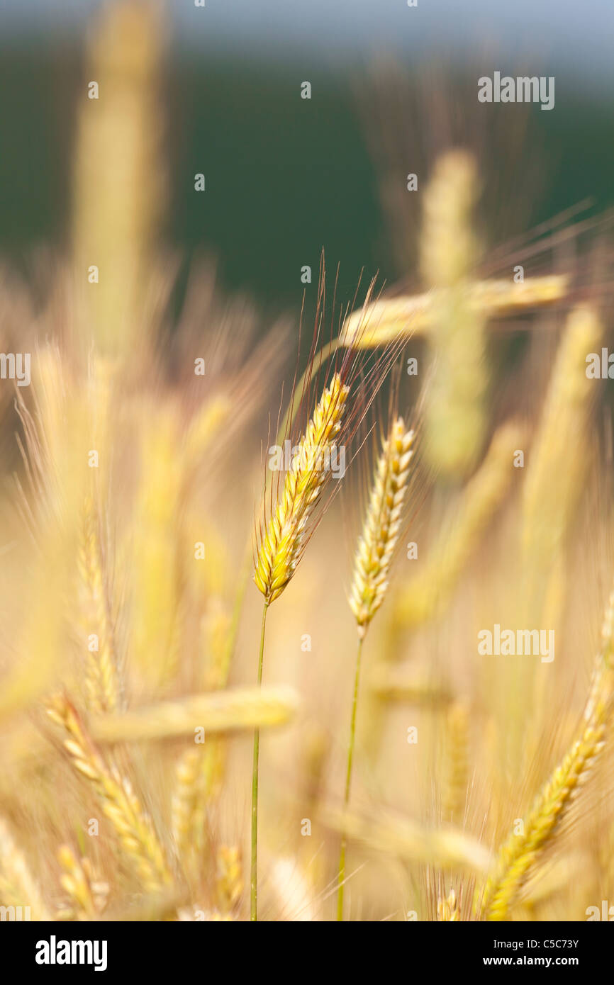 Nahaufnahme von Gerste in einem Feld reif für die Ernte Stockfoto