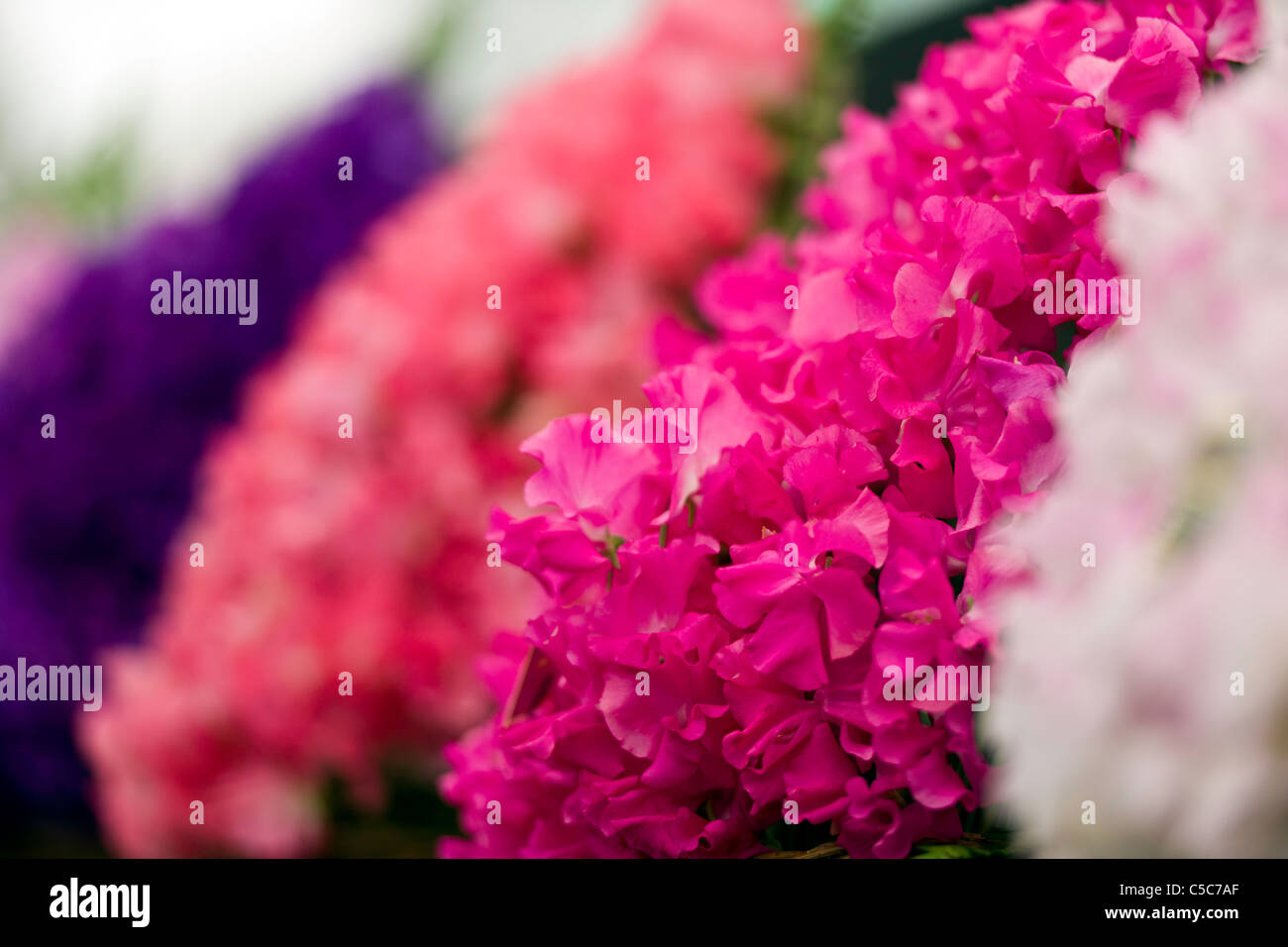 Blumenschau Display - Zuckererbsen Stockfoto