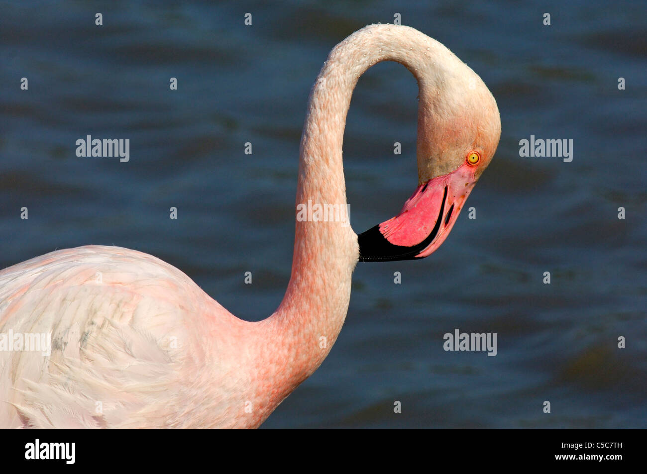 Mehr Flamingo, phoenicopterus Roseus, Camargue, Frankreich Stockfoto