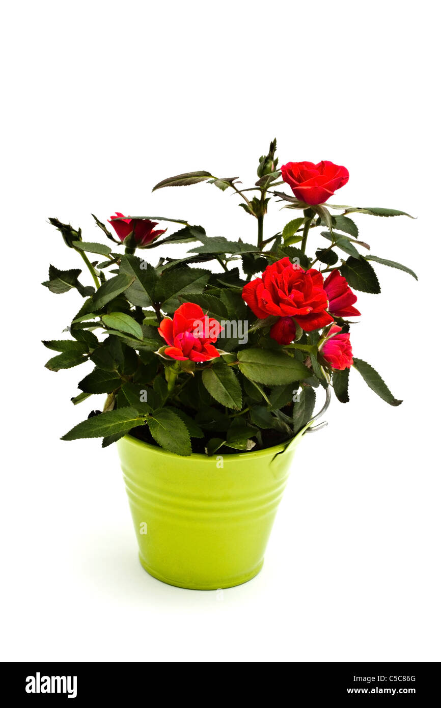 Frische Mini rote Rosen im grünen Eimer Stockfoto