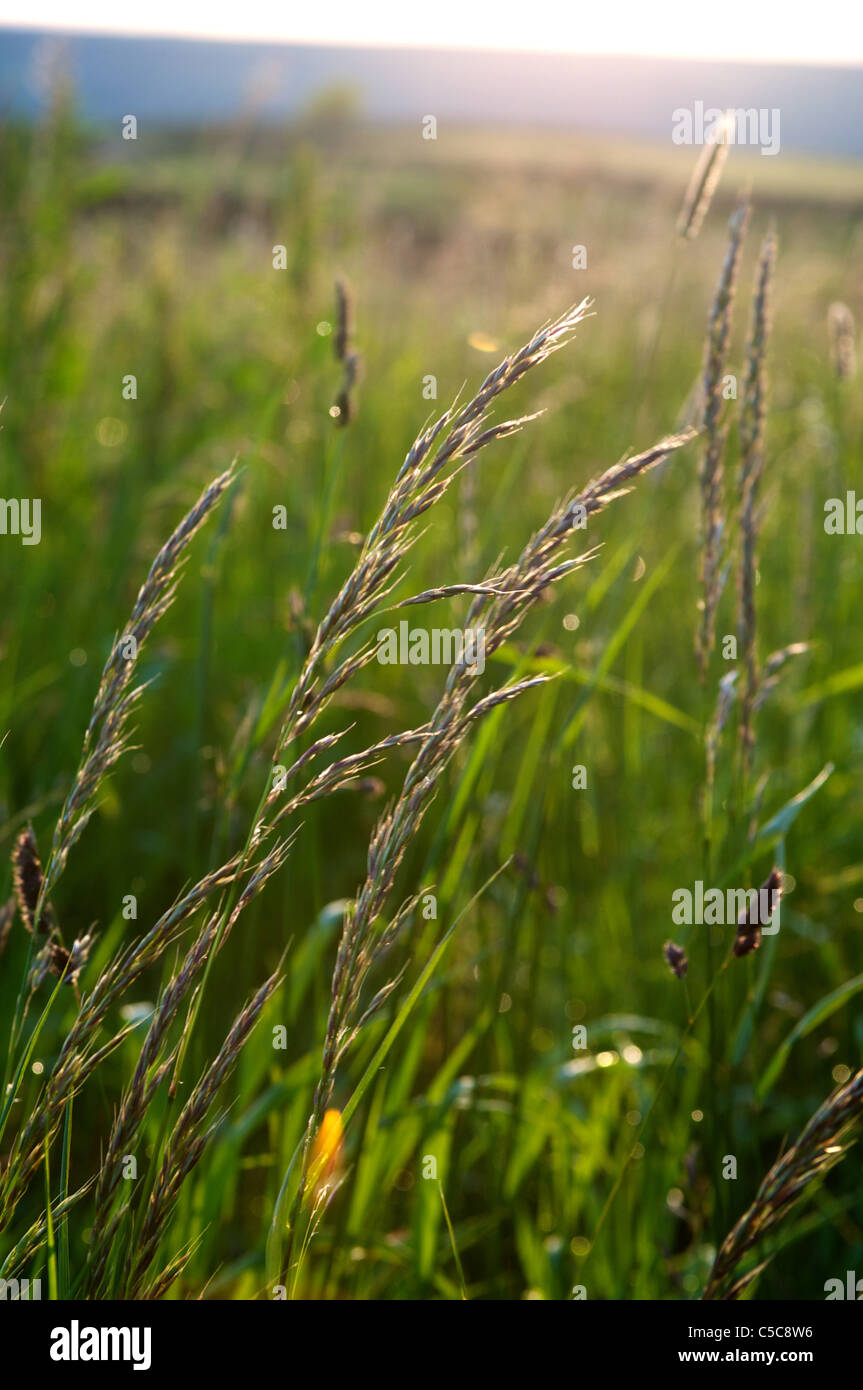 Grass im Wind an einem Sommertag in der Nähe von Pateley Bridge, North Yorkshire Stockfoto