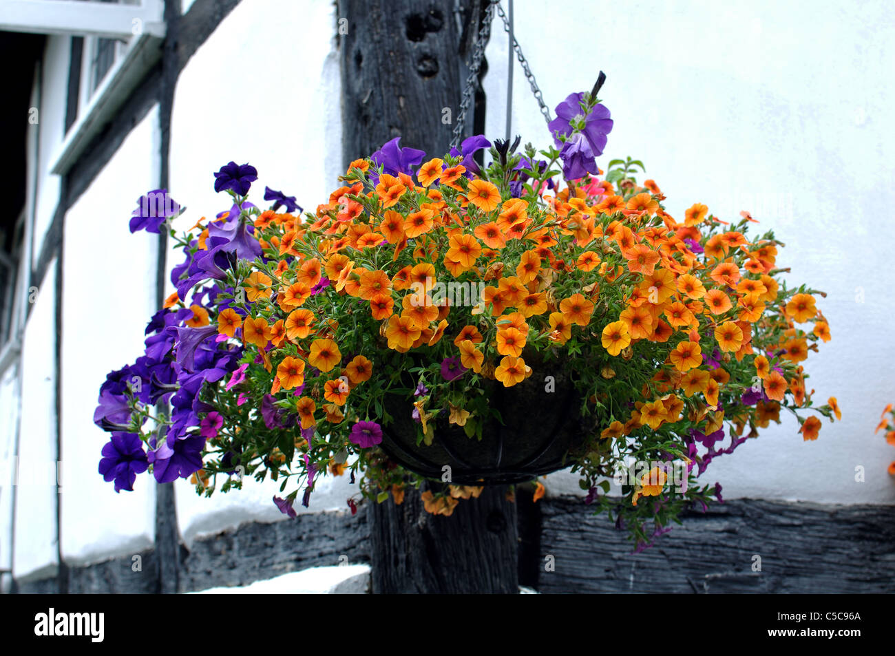 Petunia Million Bells Terrakotta in einen hängenden Korb Stockfoto