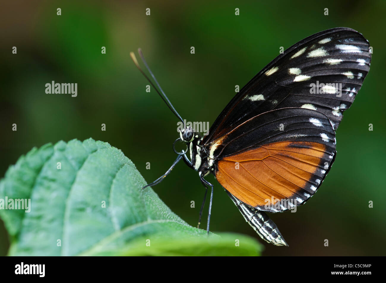 Heliconius Aigeus. Tiger Longwing Schmetterling Stockfoto