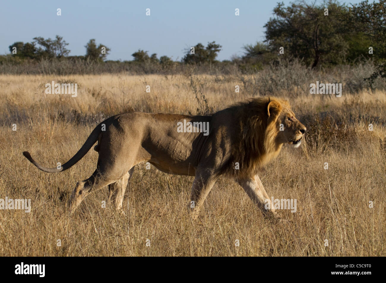 Männlicher Löwe in Central Kalahari Stockfoto
