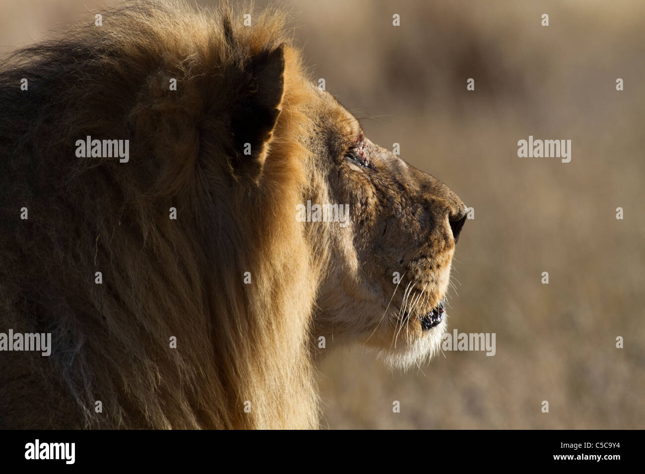 Männlicher Löwe in Central Kalahari Stockfoto