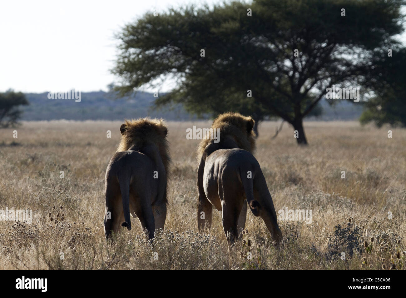 Männliche Löwenpaar in der Central Kalahari Stockfoto