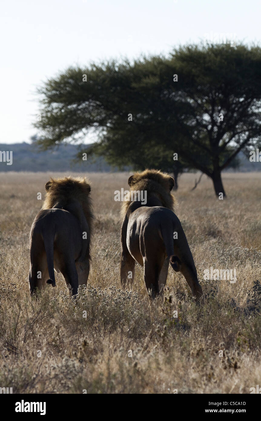 Männliche Löwenpaar in der Central Kalahari Stockfoto