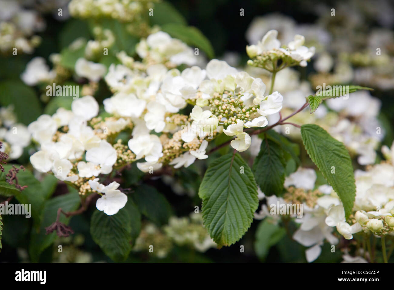 Viburnum; in Blüte; Stockfoto