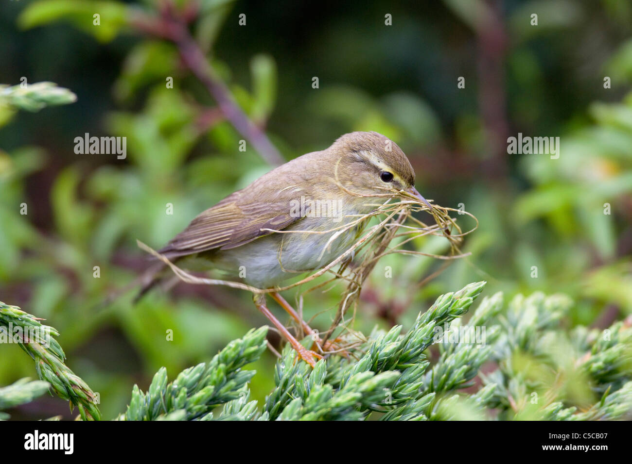 Fitis; Phylloscopus Trochilus; Schottland; mit Verschachtelung material Stockfoto