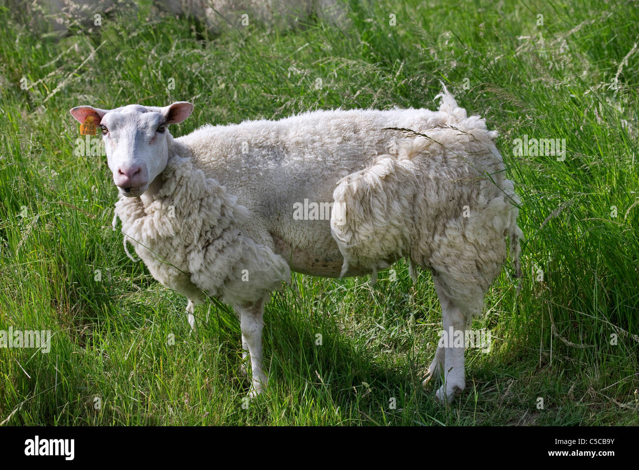 Hausschafe (Ovis Aries) auf Wiese vergießen Wolle während der Mauser, Belgien Stockfoto