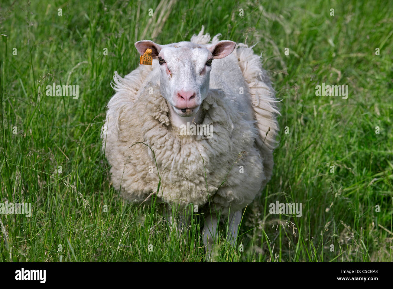 Hausschafe (Ovis Aries) auf Wiese vergießen Wolle während der Mauser, Belgien Stockfoto