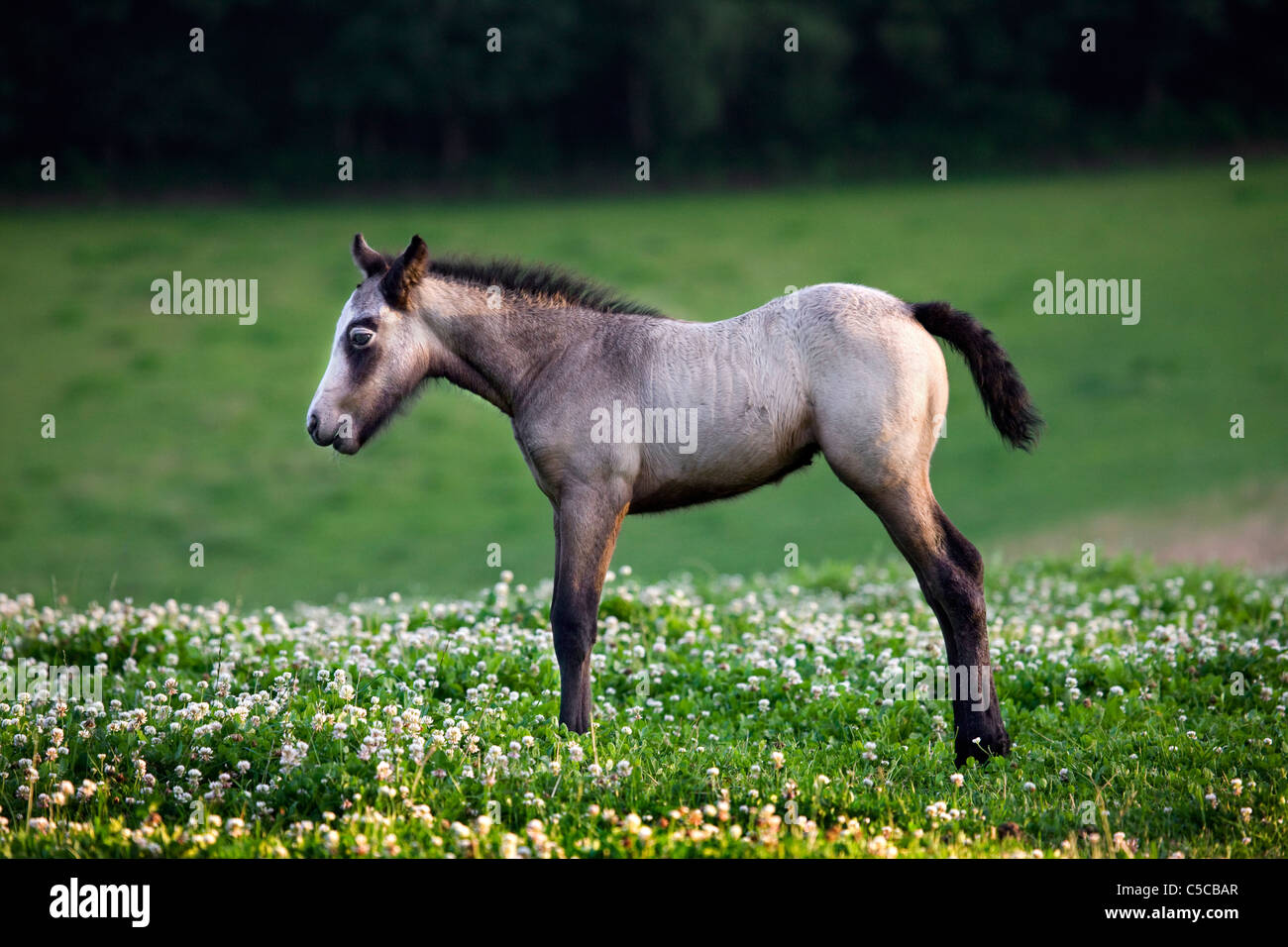 Pferdefohlen (Equus Caballus) auf Wiese mit Wildblumen, Belgien Stockfoto