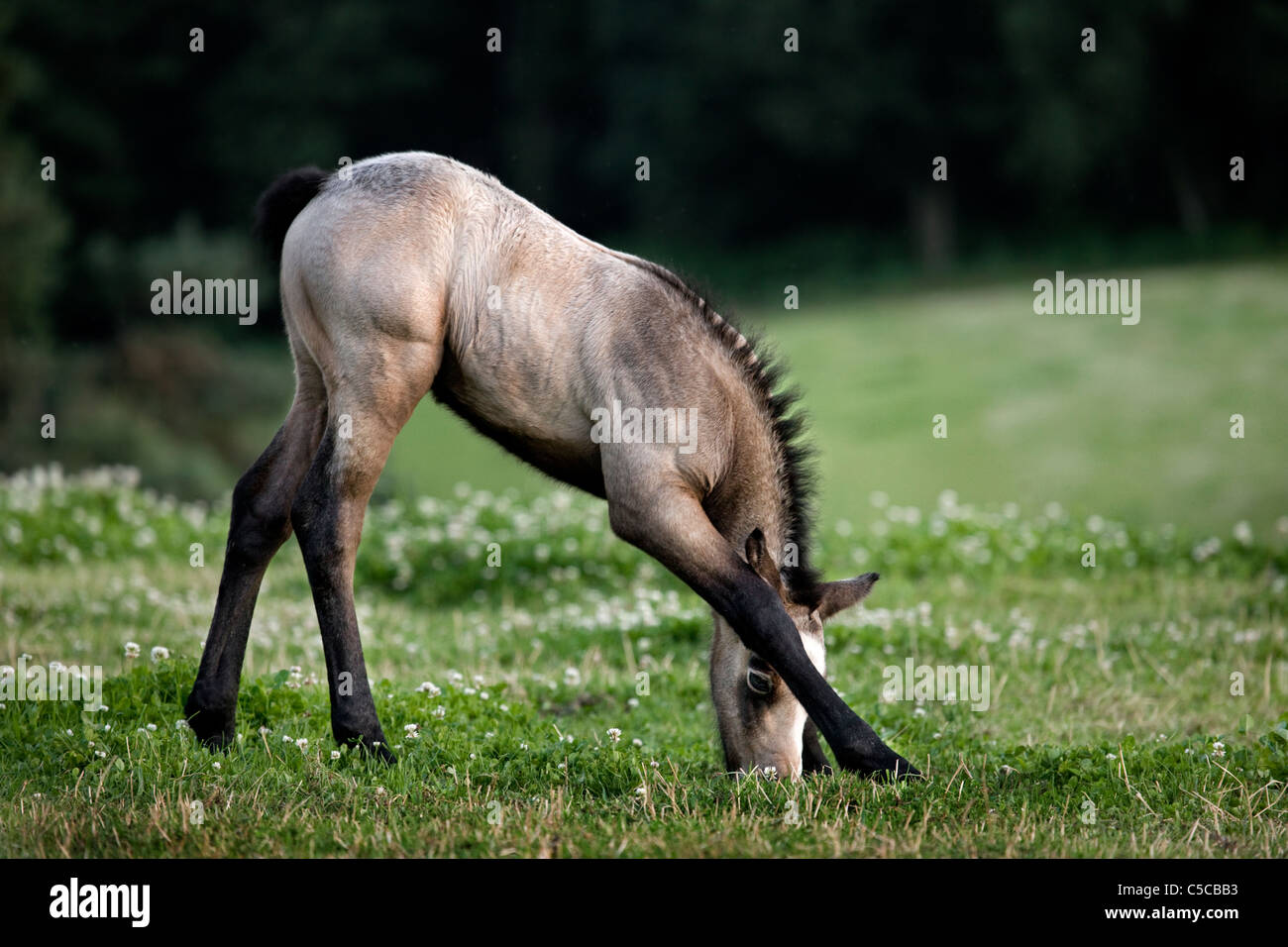 Pferdefohlen (Equus Caballus) Essen Grass in Wiese mit Wildblumen, Belgien Stockfoto