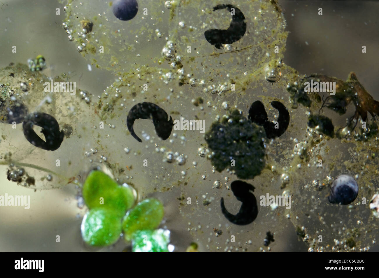 Larven in gemeinsamen Frogspawn der Frosch (Rana Temporaria) im Teich Stockfoto