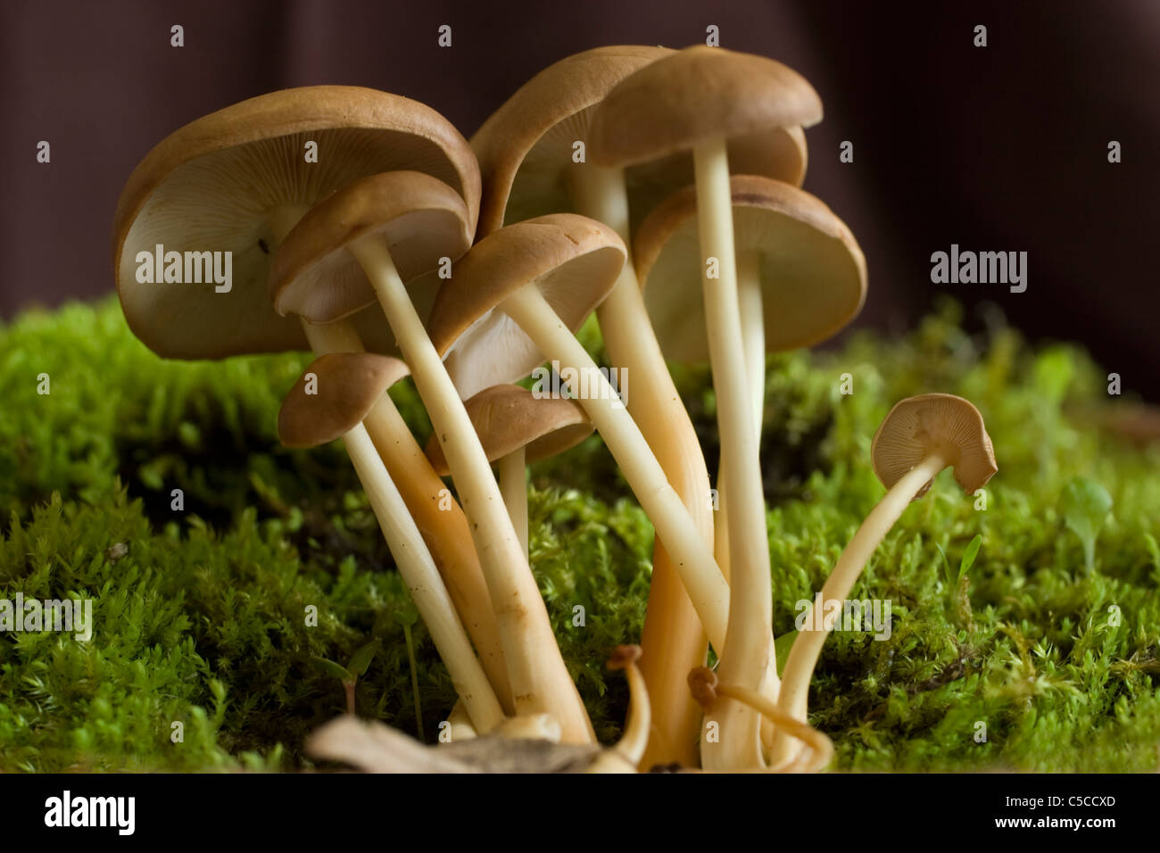 Eine Gruppe von Pilzen ruhen auf einem Bett aus Moos. Stockfoto