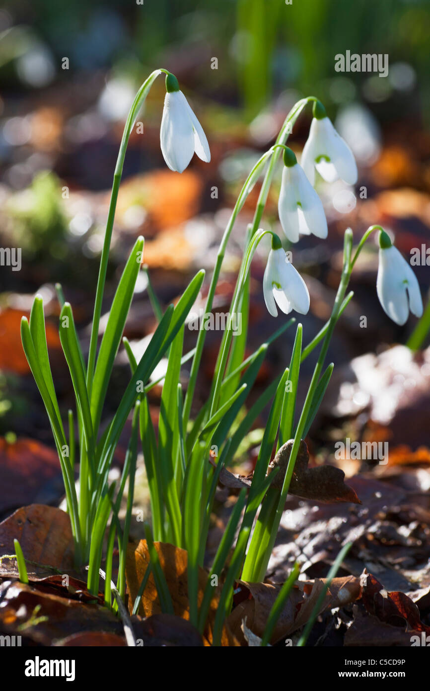 Weißen Blüten hängend; Dumfries, Scotland Stockfoto