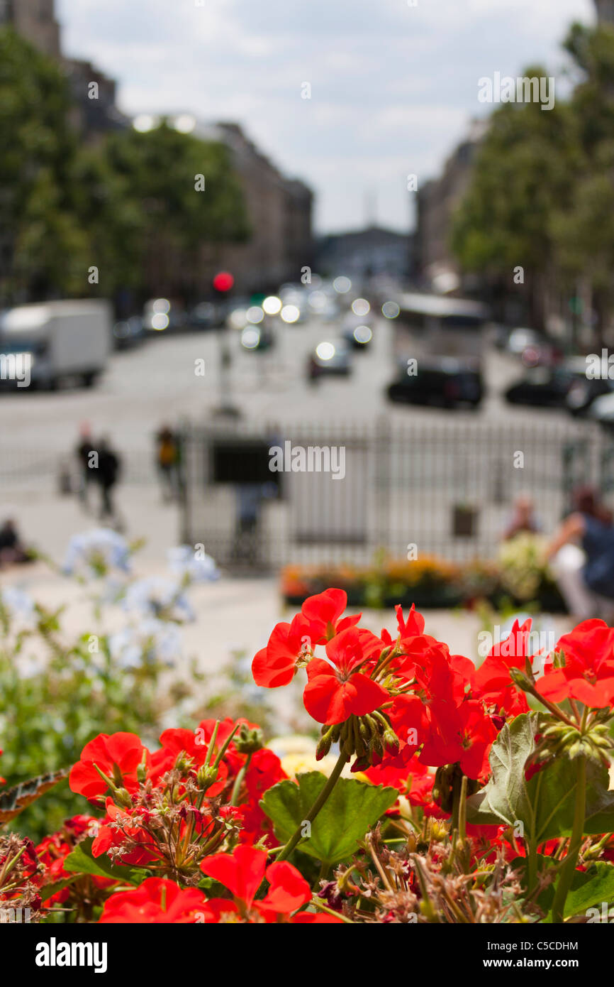 Rote Blüten, Straße von Paris, Frankreich Stockfoto