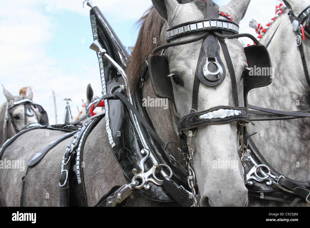 Arbeitstier mit Kabelbaum. Zugpferde ziehen einen Wagen. Stockfoto