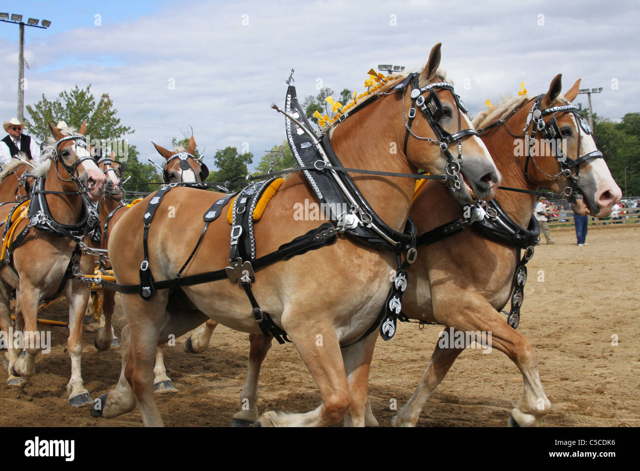 Arbeitstiere mit Gurten. Zugpferde ziehen einen Wagen. Canfield Fair. Mahoning County Fair. Canfield, Ohio, USA. Stockfoto