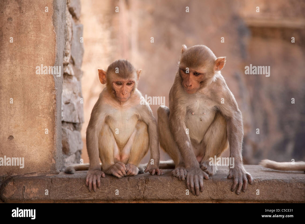 Zwei kleine Affen sitzen in dem Affentempel Galta in Indien Stockfotografie  - Alamy