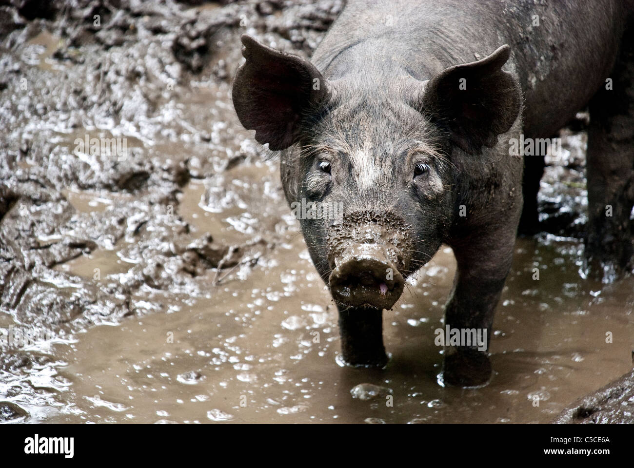 Berkshire Schwein stehend in ein Schlamm wälzen, Stein-Scheunen-Zentrum für Ernährung und Landwirtschaft, Pocantico Hills, New York, USA Stockfoto