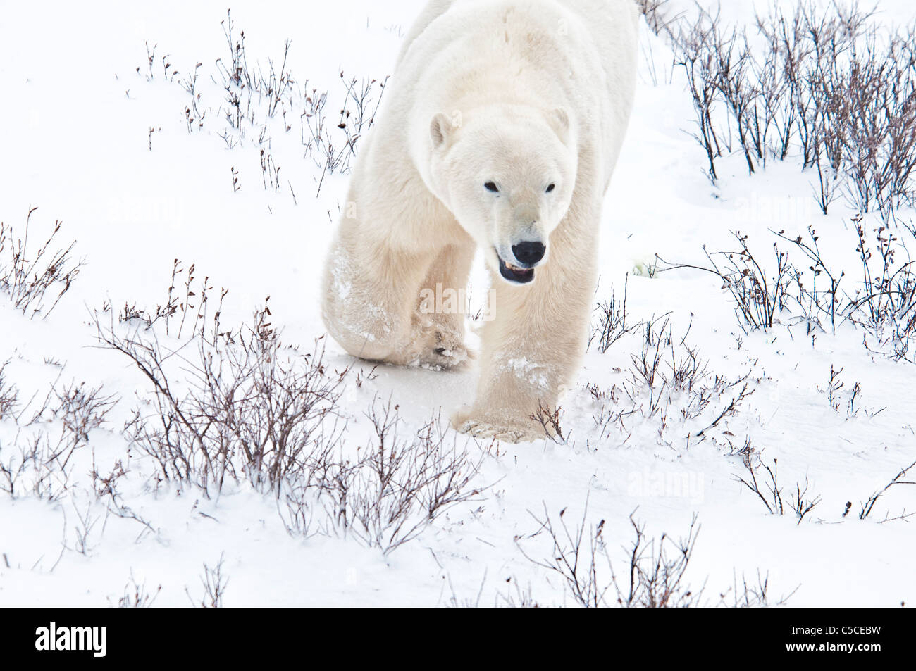 Polar Bear Walking, Ursus Maritimus, Wapusk-Nationalpark, in der Nähe von Hudson Bay, Cape Churchill, Manitoba, Kanada Stockfoto