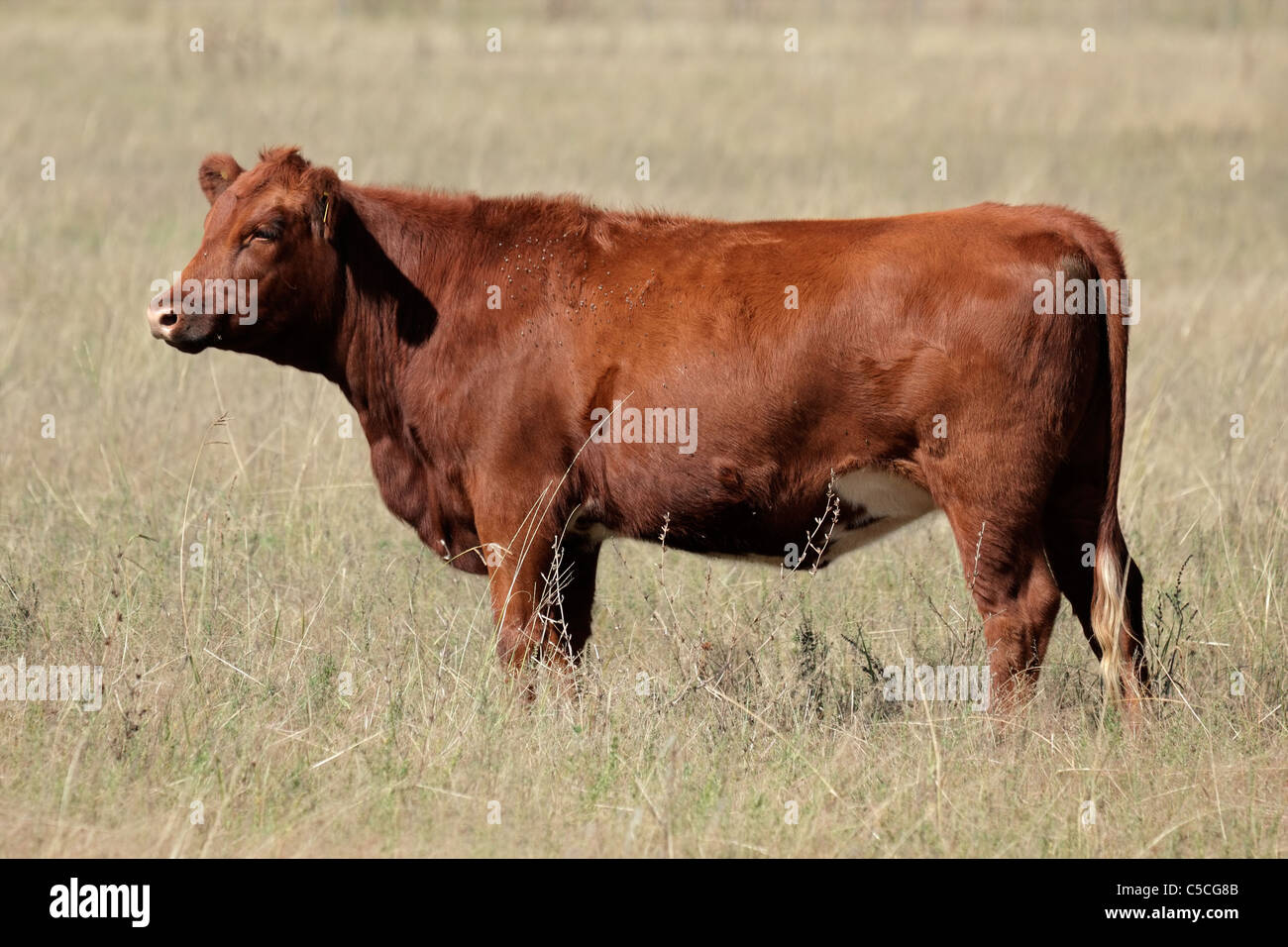 Rote Angus Kuh auf der Weide Stockfoto