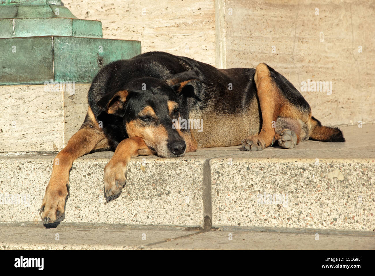 Obdachlose, streunende Straßenhund Festlegung auf den Stufen eines Gebäudes Stockfoto